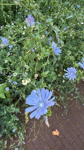 chicory
