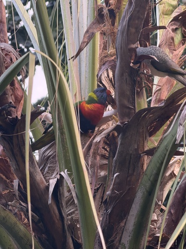 Rainbow Lorikeet