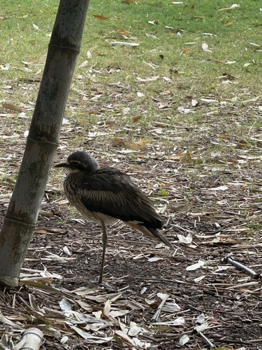 Bush Stone-curlew