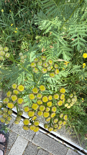 tansy
