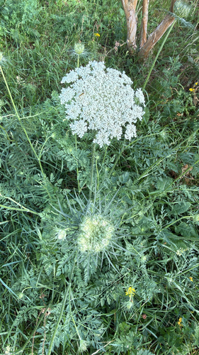 wild carrot