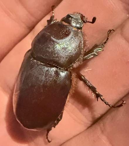 Oryctes nasicornis corniculatus
