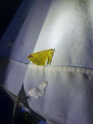 Brimstone Moth