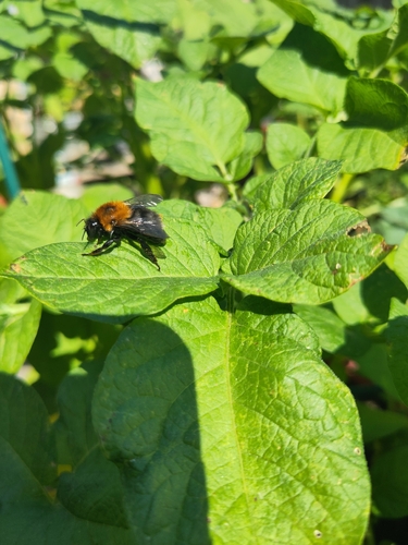 Tree Bumble Bee