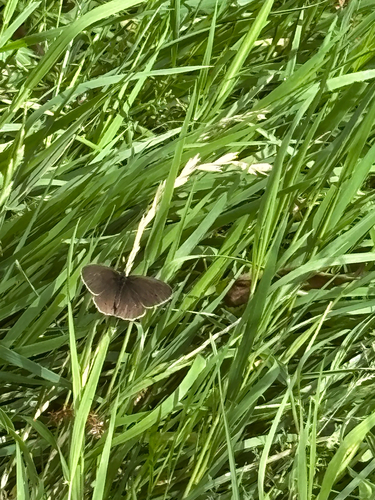 Ringlet