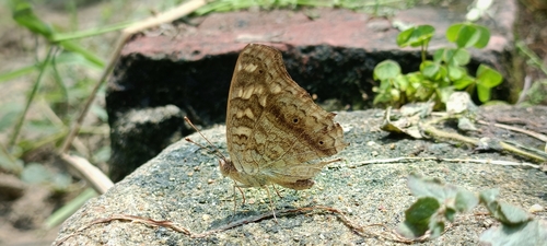 Lemon Pansy