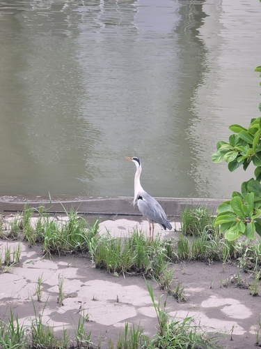 Grey Heron