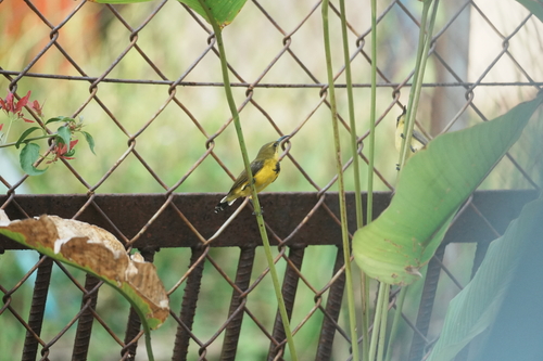 Ornate Sunbird