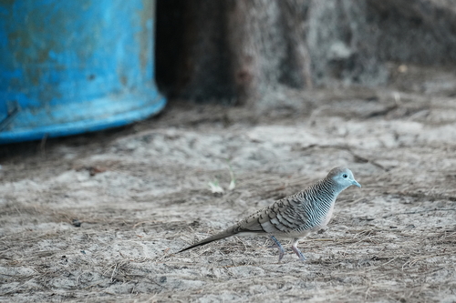 Zebra Dove