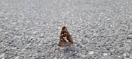 Purple Emperor