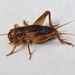 Common Short-tailed Cricket - Photo (c) Steve Raduns, all rights reserved, uploaded by Steve Raduns