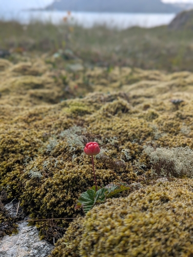cloudberry