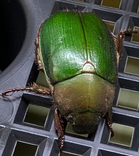 Green Chafer