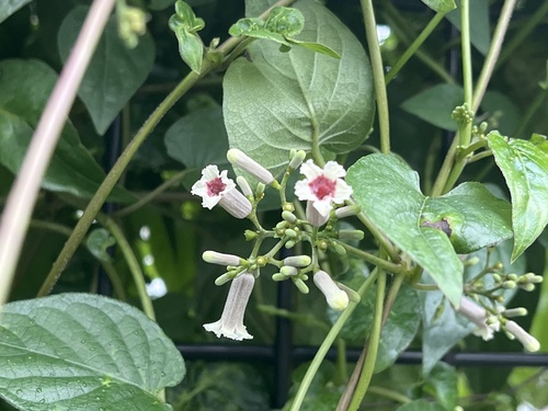skunk vine