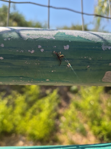 Napoleon Spider