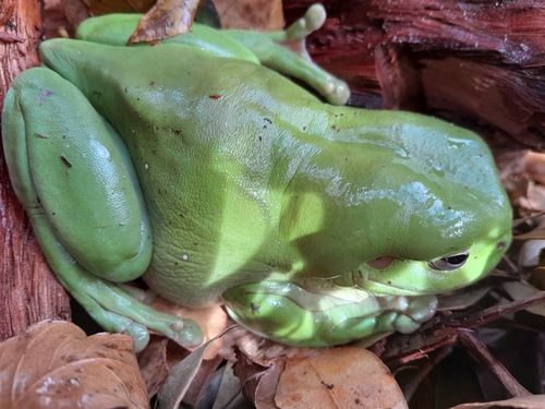 Green Tree Frog