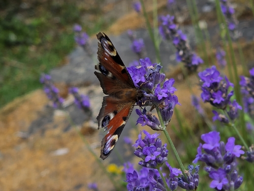 European Peacock Butterfly