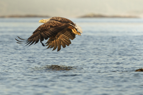 White-tailed Eagle