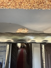European Tree Frog