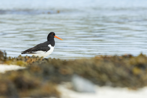 Eurasian Oystercatcher