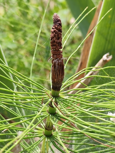 great horsetail