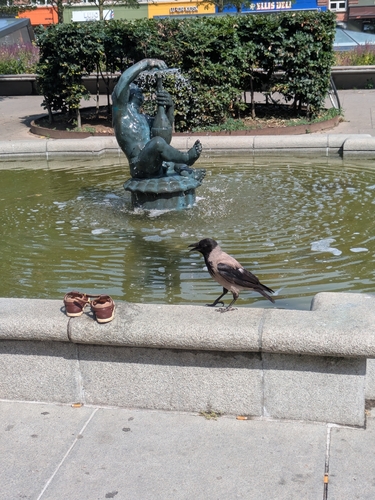 Hooded Crow