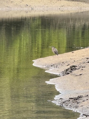 Little Heron