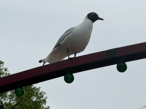 Black-headed Gull