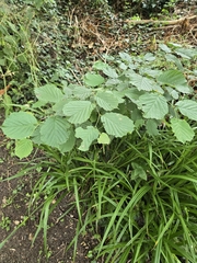 common hazel