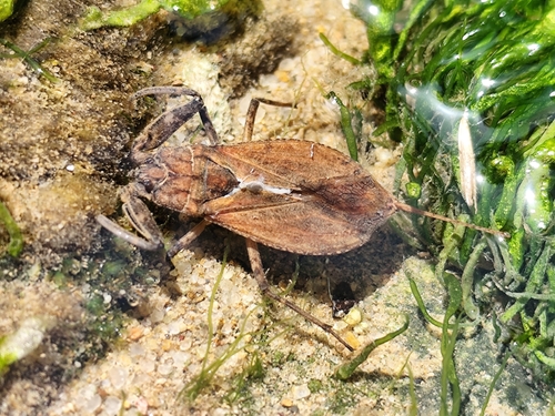 Eurasian Water Scorpion