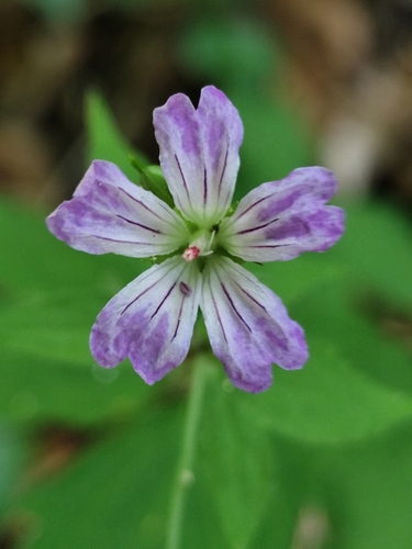 Knotted Crane's-bill