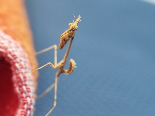 Mediterranean Conehead Mantis