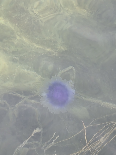 Blue Jelly