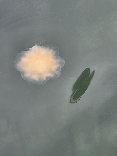 Lion's Mane Jelly