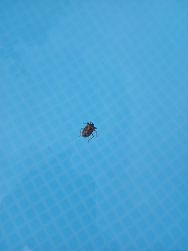Forest Bug