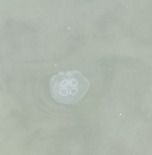 Common Moon Jelly