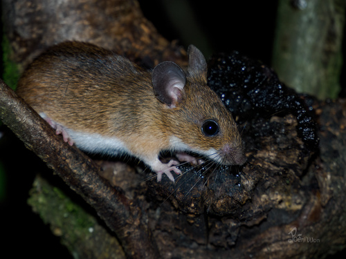 Yellow-necked Field Mouse