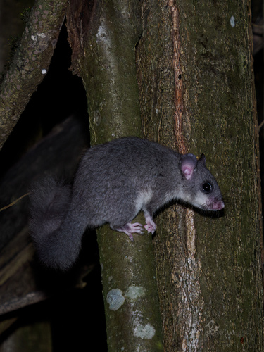 European Fat Dormouse