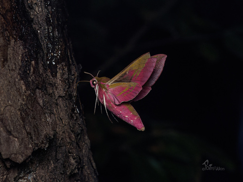 Elephant Hawkmoth