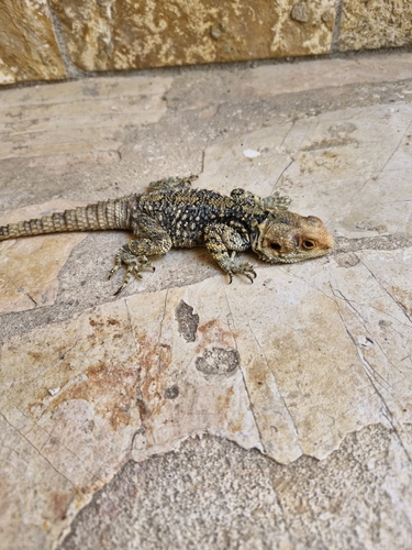 Roughtail Rock Agama