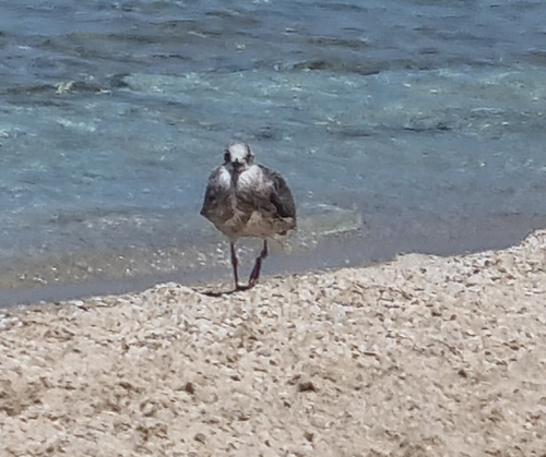 Yellow-legged Gull