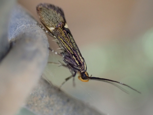 Sulphur Tubic