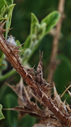 Cone-headed Grasshopper
