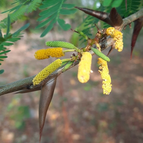 bullhorn acacia