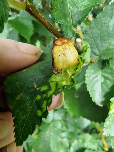 Elm Sack Gall Aphid