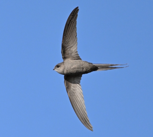 African Palm Swift