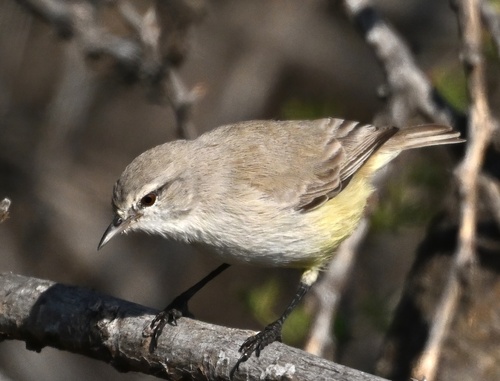 Yellow-bellied Eremomela