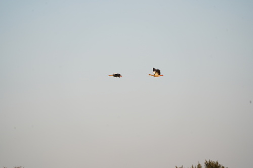 Egyptian Goose