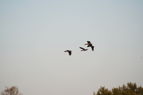 White-faced Whistling-Duck