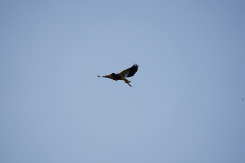 Blacksmith Lapwing